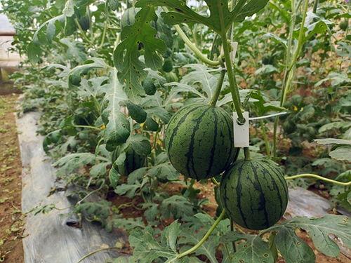 五一吃瓜今日必吃大瓜下一句是啥,揭秘今日必吃大瓜背后的惊人真相