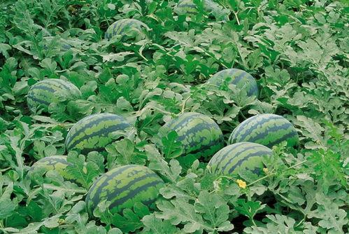 今日吃瓜历史记录图片高清,高清历史记录图片背后的故事