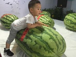 柳州今日吃瓜事件最新,揭秘背后真相与网络热议